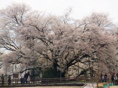 ☆通潤橋&竜宮滝&名水百選・白水水源&一心行の桜☆