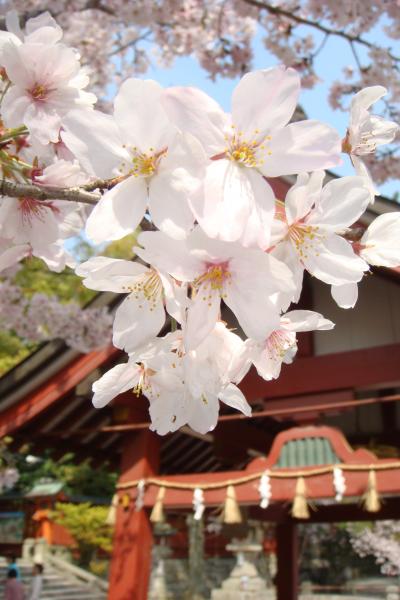 '10　春爛漫♪　津島神社とサクラと天王川公園