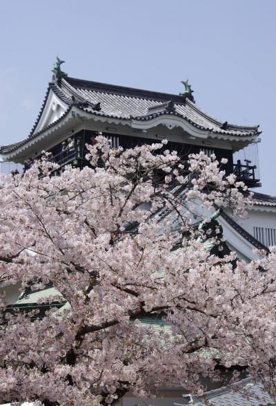 岡崎城　桜まつり