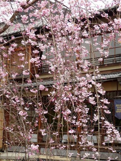 桜（2010）　京都桜旅 ② 舞妓さんも京の華