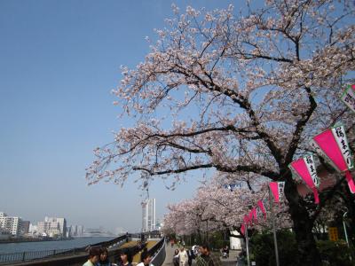 花も団子も　春のうららの隅田川～向島　◇お江戸散歩（5）◇