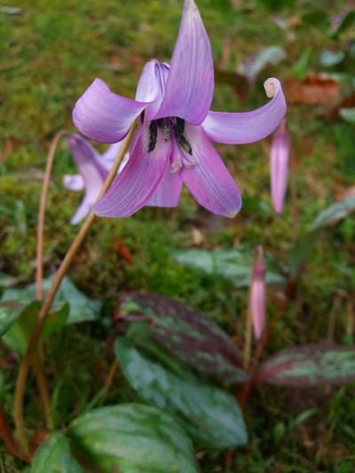 カタクリの花とツクシんぼ！