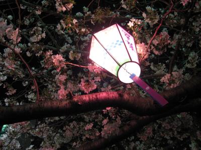 横浜　大岡川夜桜見物