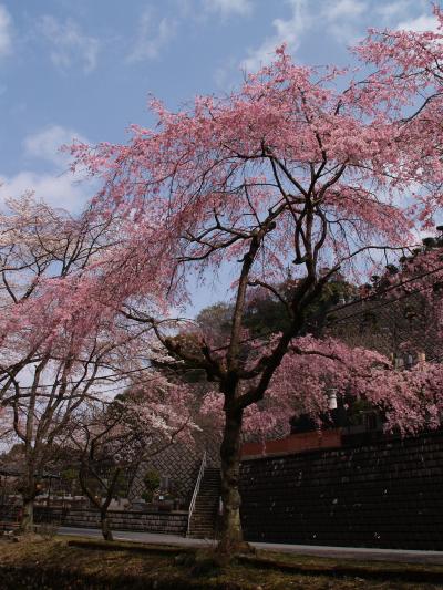 高尾の桜－大光寺・高乗寺