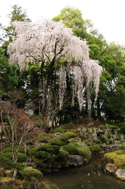 桜も見事な恵林寺
