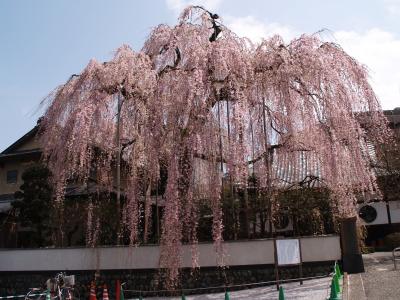 高尾の桜－高楽寺・興福寺