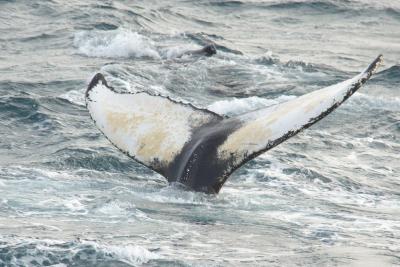 アイスランド旅行～レイキャヴィーク⑥　95％の確率でクジラを発見！？ウェール･ウォッチングに出かけよう！！