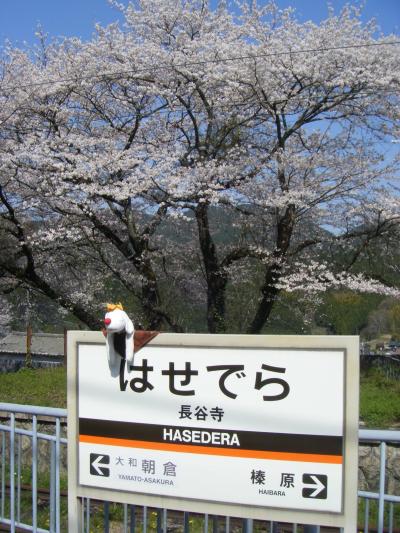 長谷寺で花見でくたっと♪