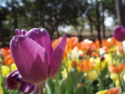 ラクダの親孝行！？ハウステンボスから佐世保、相浦の旅