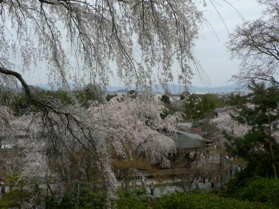 2010.....嵐山･･････天龍寺の枝垂れ桜