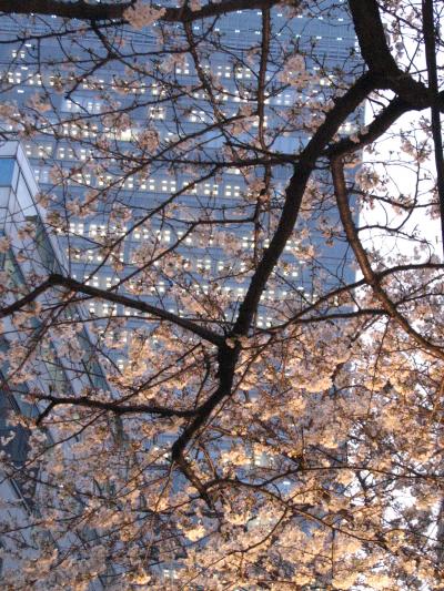 東京駅八重洲口と桜通りの風景