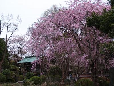 遊行寺の桜－2008年