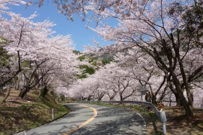 野呂山・・さざなみスカイラインの桜