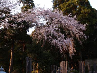 遊行寺の桜－2010年