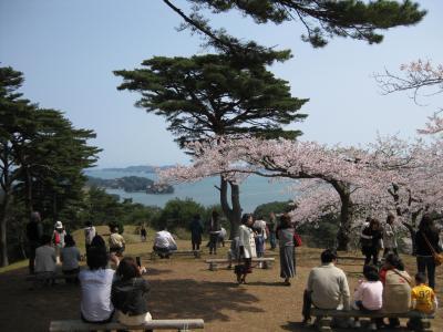 【松島】日本3景の地でお花見を