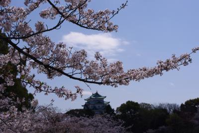 『８の日』エコきっぷ珍道中!!!桜の季節・Ｍちゃんも一緒にね♪