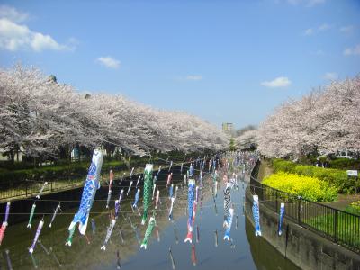 桜の季節はここへ