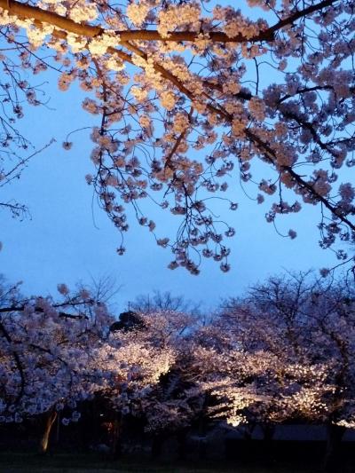 桜（2010）　京都桜旅 ③ 神社もお寺もお城も桜づくし。