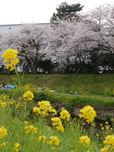 2010年　「とよかわ佐奈川堤のさくら」と「豊川稲荷」