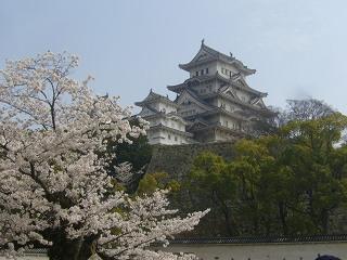 大修理前に駆け込みで桜満開の姫路城を
