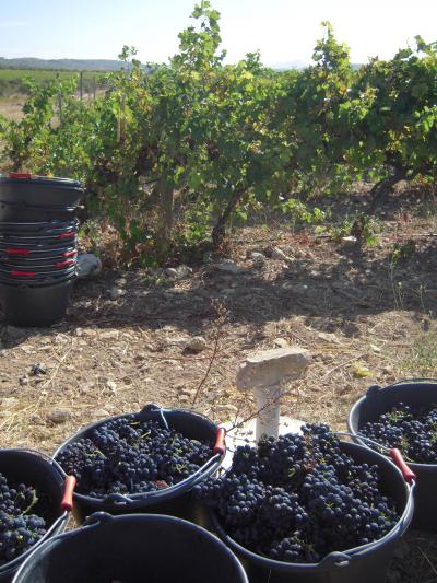 プロヴァンスのワイン　ブドウの収穫祭　Chateau Calissanne
