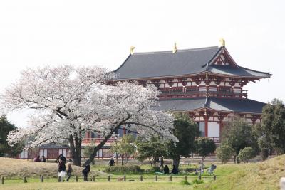 平城遷都１３００年　平城宮跡の桜