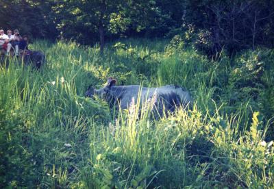 ネパール?　９７　チトワン国立公園　再編集　後編
