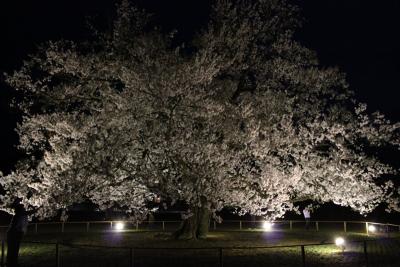 味真野の夜桜見物（福井再発見）