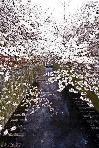 目黒川にて『桜（サクラ）』散策（お花見）