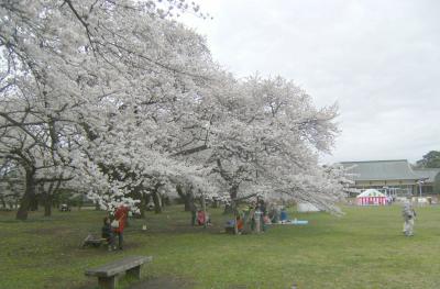 寒さに震えての2010年花見その1、小金井公園