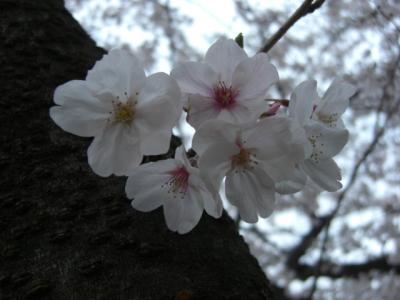 2010年　二子山古墳の桜