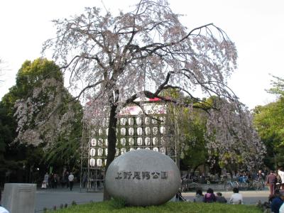 ２０１０・桜～上野恩賜公園で桜を愛でる～