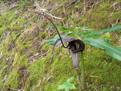 ☆三渓園②-合掌造り・旧矢野原住宅内部と季節の花