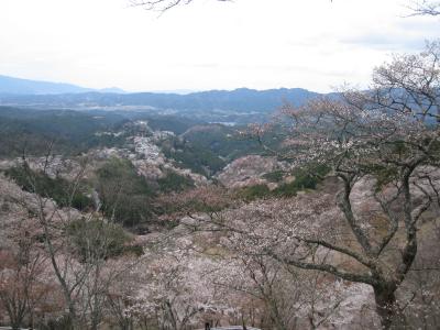 吉野の千本桜