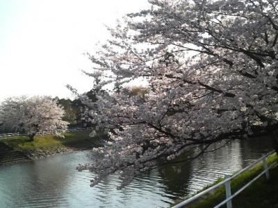 桜、桜（仲森公園）