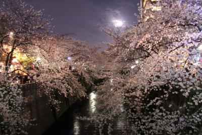 目黒川の桜！！
