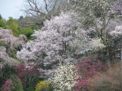 真岡市下籠谷周辺の桜２０１０．４．９