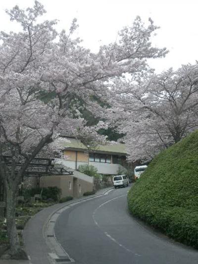 猿投温泉でお花見