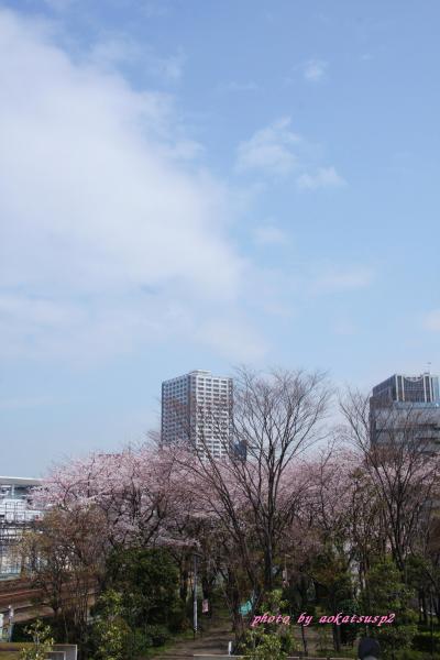 2010 桜?（川崎）