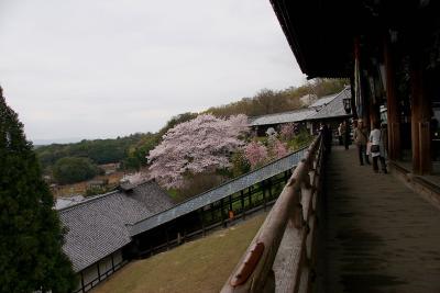 2010年　４月　お花見に奈良公園と又兵衛桜へ