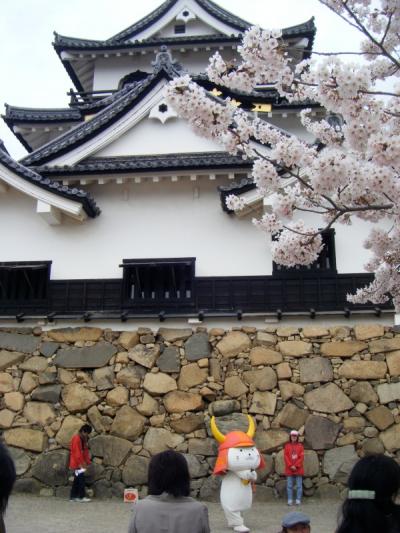 お花見その５：彦根城で満開の桜♪