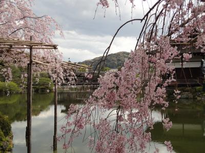 2010　京都でお花見
