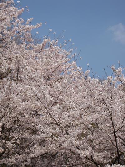 桜とマンモスとちょっぴりカタクリ