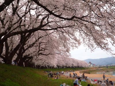 日本一？１８きっぷで福井足羽川の桜並木を満喫