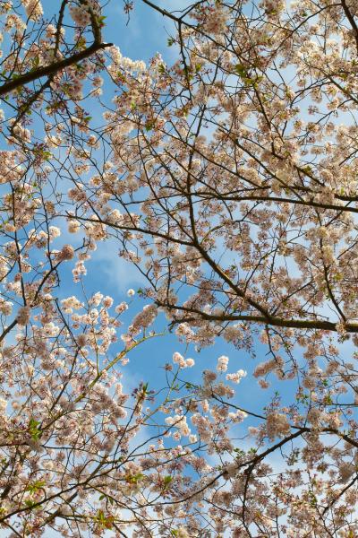 桜　蓮華寺池公園