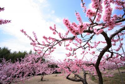花見は岡山市郊外で！（桃と桜のコラボ）