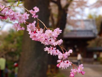 蓮華寺さん　桜吹雪