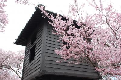 満開の桜・高遠城址公園