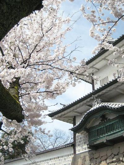 桜を観に金沢へ