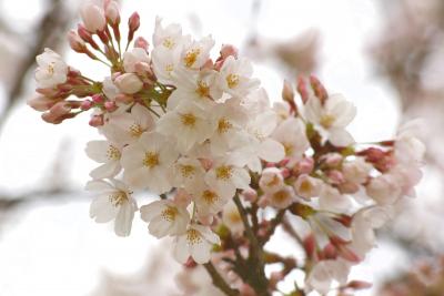 春を満喫・・・自由学園